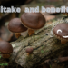 Shiitake mushrooms