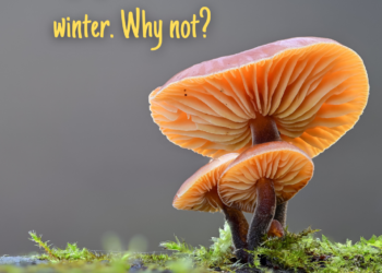 Foraging mushrooms in winter?yes!