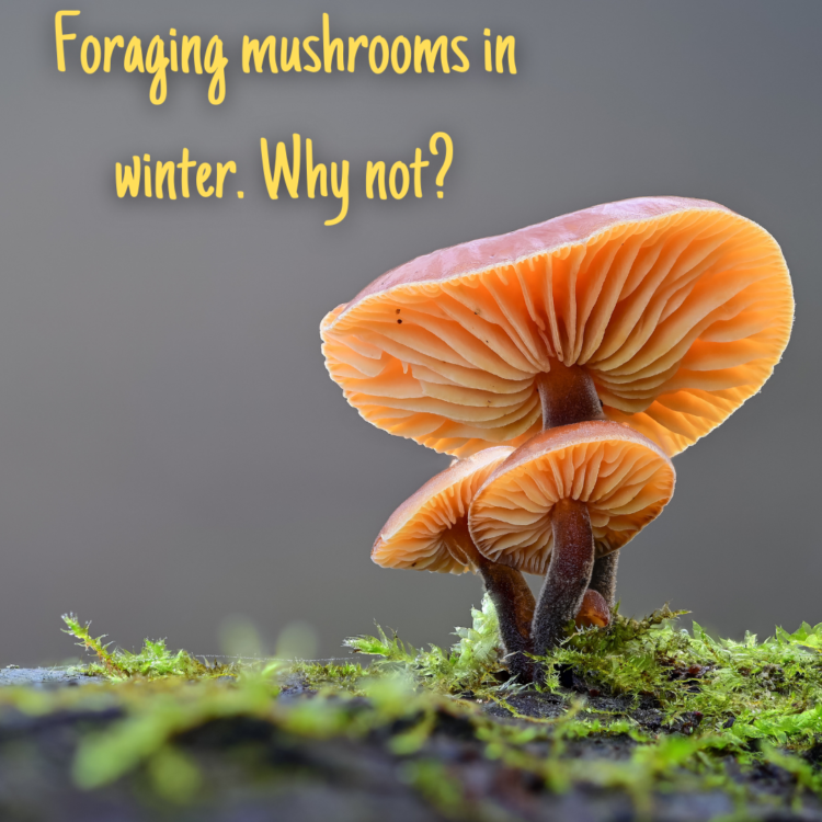 Foraging mushrooms in winter?yes!