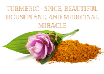 Turmeric benefits