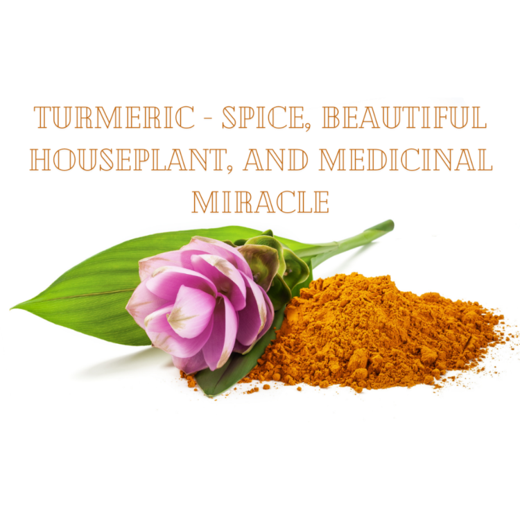 Turmeric benefits