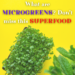 What are microgreens? Discover its effects and ways of growing in the apartment!