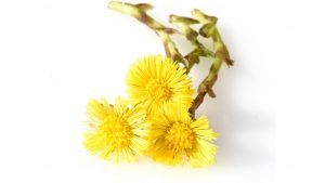 Spring herbs - Coltsfoot flower