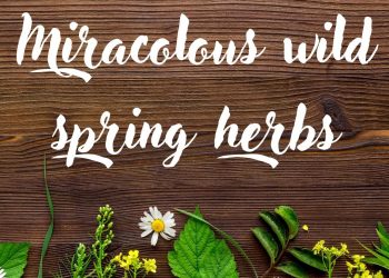 Spring herbs: the powerful power of nature