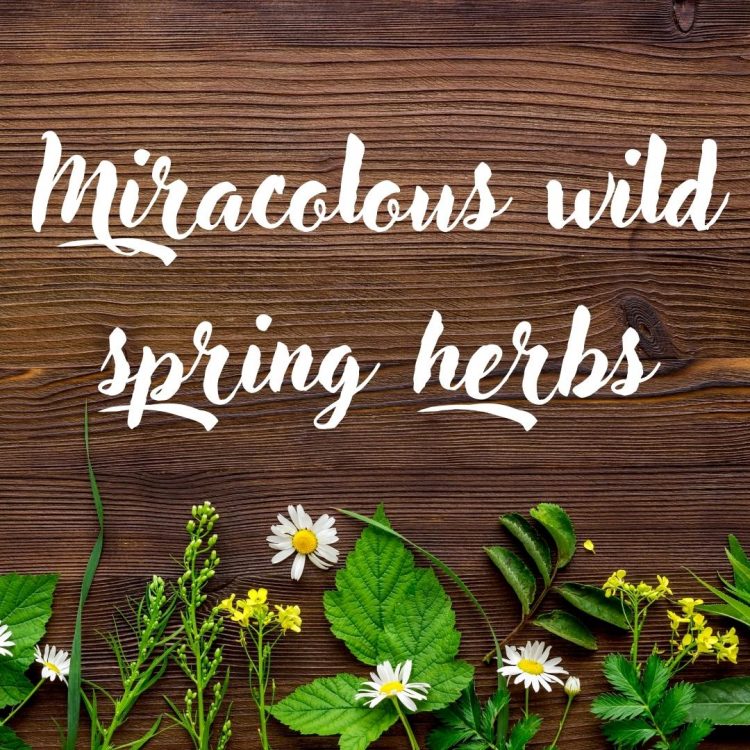 Spring herbs: the powerful power of nature