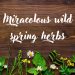 Spring herbs: the powerful power of nature