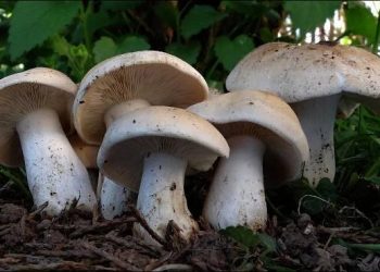St. George’s Mushroom