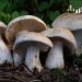 St. George’s Mushroom