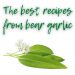 Wild Garlic – spring recipes, where to find this miracle, and how to use it