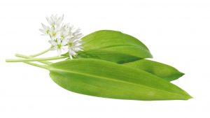 Spring herbs - Bear garlic and its flowers