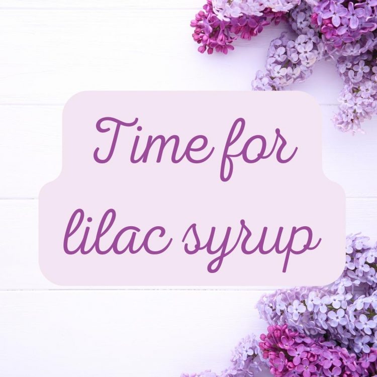 Time for lilac syrup