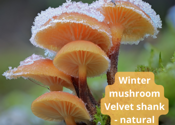 Velvet shank, aka Enoki-Tasty winter mushrooms of immortality