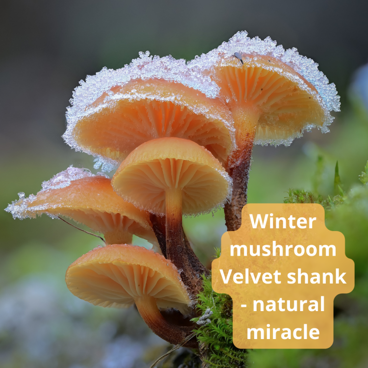 Velvet shank, aka Enoki-Tasty winter mushrooms of immortality