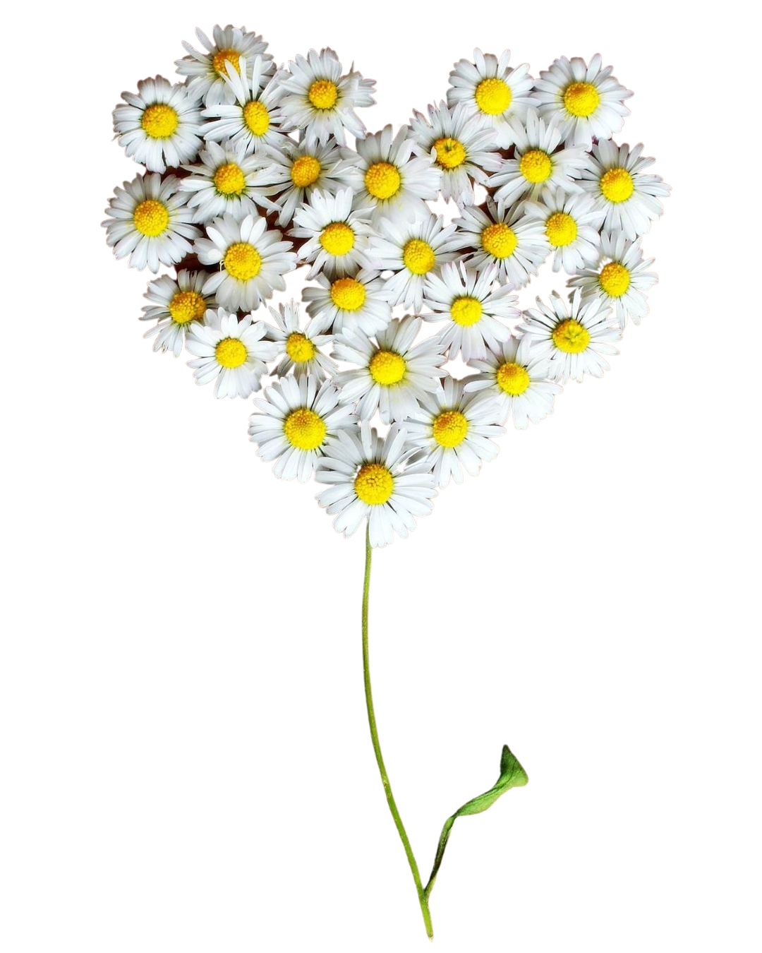 The Benefits of Daisies for Health and Cuisine