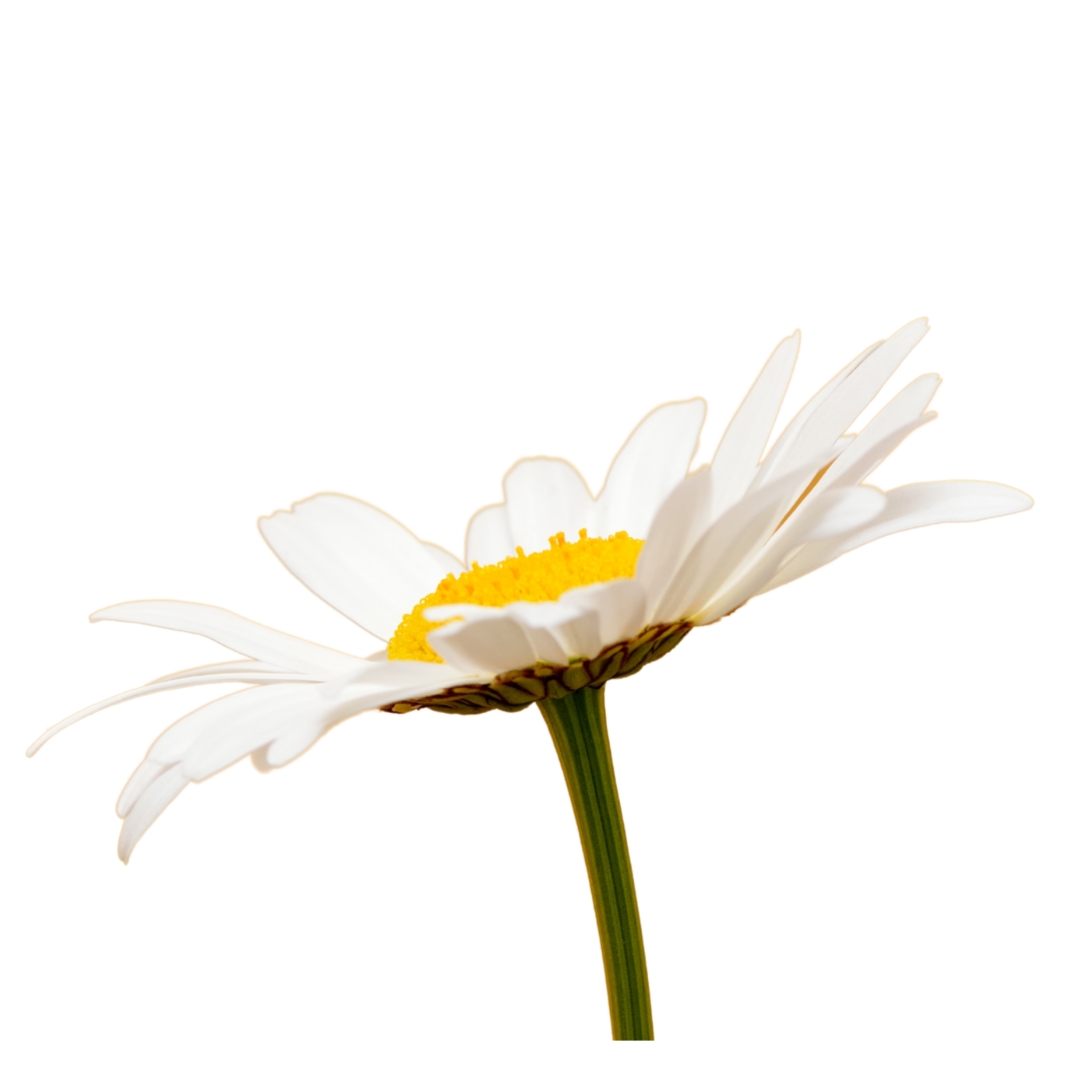 The Benefits of Daisies for Health and Cuisine HealthAndNaturelife