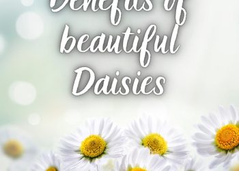 The Benefits of Daisies for Health and Cuisine