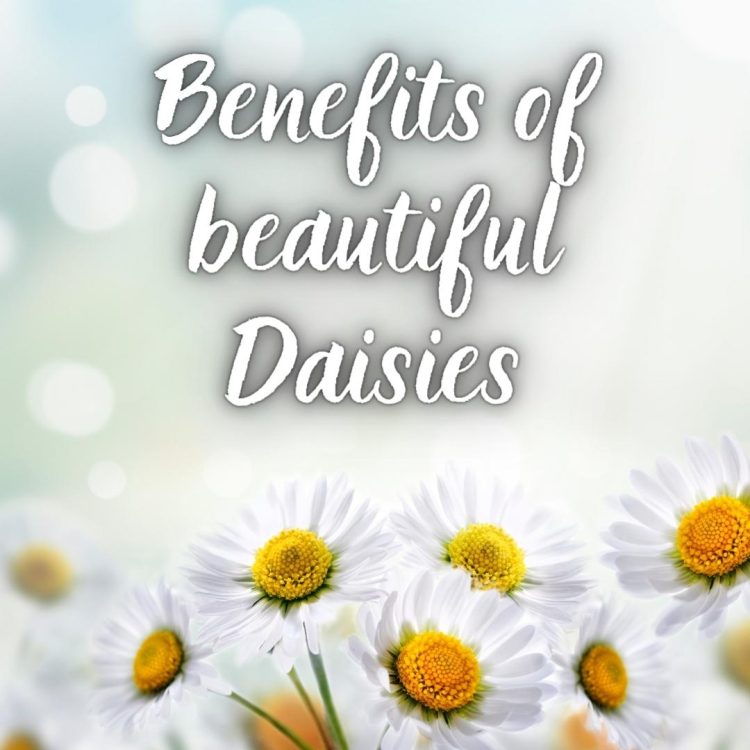 The Benefits of Daisies for Health and Cuisine