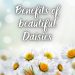 The Benefits of Daisies for Health and Cuisine