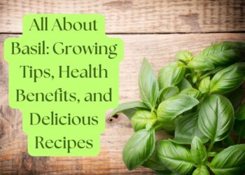 Lush basil plant on a wooden surface with text overlay: All About Basil: Growing Tips, Health Benefits, and Delicious Recipes.