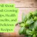 Lush basil plant on a wooden surface with text overlay: All About Basil: Growing Tips, Health Benefits, and Delicious Recipes.