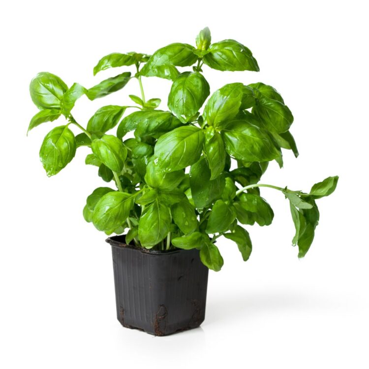 All About Basil: Growing Tips, Health Benefits, and Delicious Recipes ...
