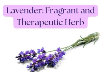 Lavender sprigs on a white background with the text "Lavender: Fragrant and Therapeutic Herb.