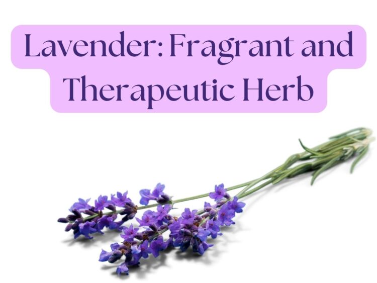 Lavender sprigs on a white background with the text "Lavender: Fragrant and Therapeutic Herb.