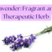 Lavender sprigs on a white background with the text "Lavender: Fragrant and Therapeutic Herb.