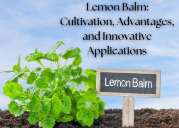 Lemon balm plant growing in soil with a small chalkboard sign labeled "Lemon Balm" against a blue sky.