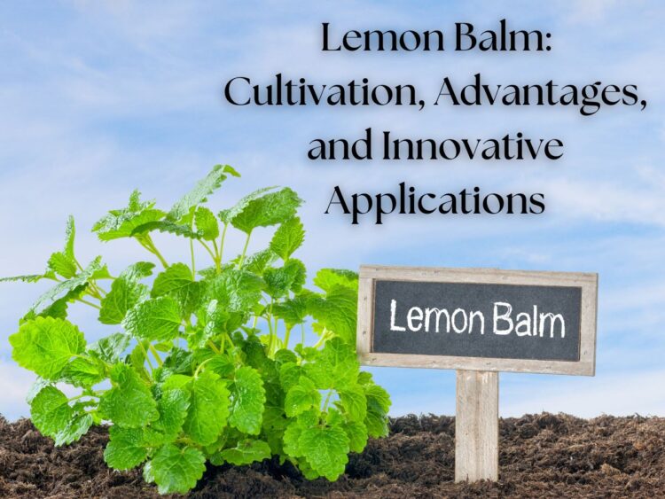Lemon balm plant growing in soil with a small chalkboard sign labeled "Lemon Balm" against a blue sky.