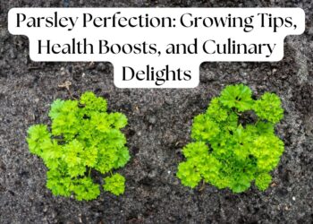 Two parsley plants growing in soil, representing tips and benefits of growing parsley.
