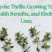 Thyme sprigs on a marble surface with text overlay: 'Thyme Thrills: Growing Tips, Health Benefits, and Kitchen Uses.