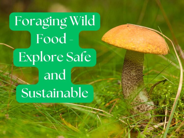 Foraging Wild Food - Explore Safe and Sustainable Practices with a mushroom in a grassy forest setting.