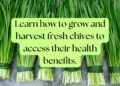 Bundles of fresh chives laid out, ready to be grown and harvested for their health benefits.
