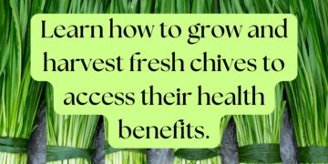 Bundles of fresh chives laid out, ready to be grown and harvested for their health benefits.