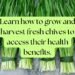 Bundles of fresh chives laid out, ready to be grown and harvested for their health benefits.