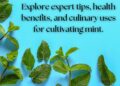 Various mint leaves arranged on a blue background with text reading 'Explore expert tips, health benefits, and culinary uses for cultivating mint.'