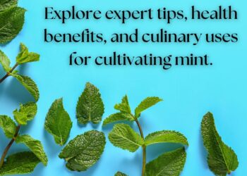 Various mint leaves arranged on a blue background with text reading 'Explore expert tips, health benefits, and culinary uses for cultivating mint.'