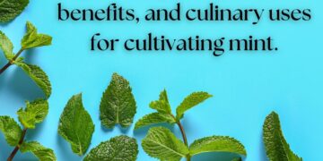 Various mint leaves arranged on a blue background with text reading 'Explore expert tips, health benefits, and culinary uses for cultivating mint.'