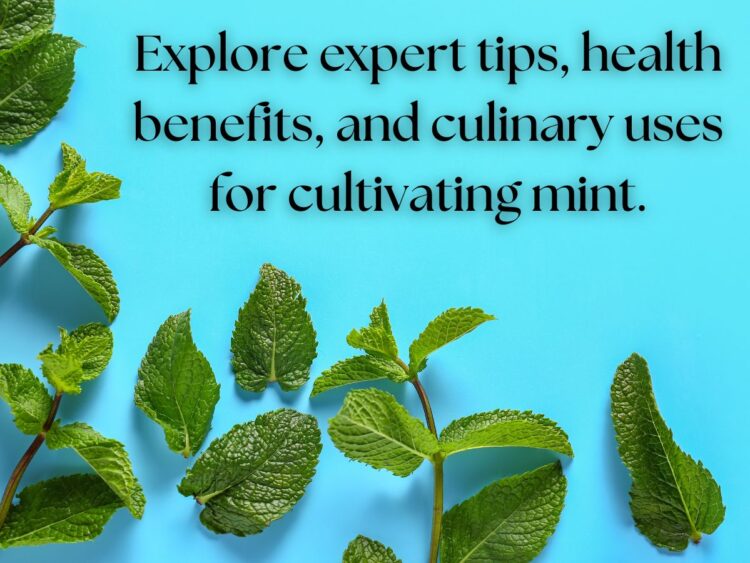 Various mint leaves arranged on a blue background with text reading 'Explore expert tips, health benefits, and culinary uses for cultivating mint.'