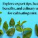 Various mint leaves arranged on a blue background with text reading 'Explore expert tips, health benefits, and culinary uses for cultivating mint.'