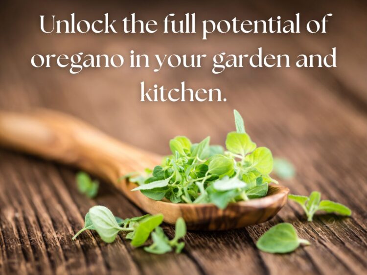 A wooden spoon filled with fresh oregano leaves on a rustic wooden table, emphasizing the potential of growing oregano in your garden and kitchen.