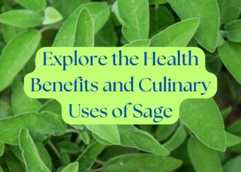 Close-up of fresh sage leaves with text overlay: 'Explore the Health Benefits and Culinary Uses of Sage.
