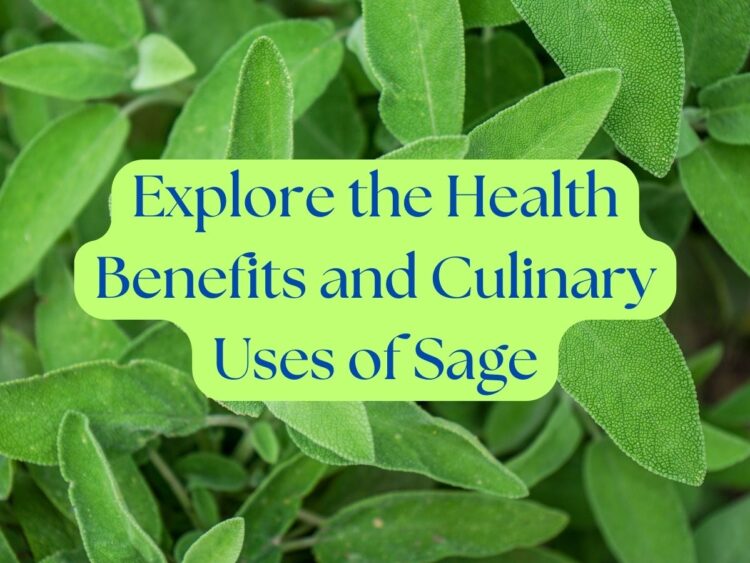 Close-up of fresh sage leaves with text overlay: 'Explore the Health Benefits and Culinary Uses of Sage.