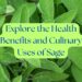 Close-up of fresh sage leaves with text overlay: 'Explore the Health Benefits and Culinary Uses of Sage.