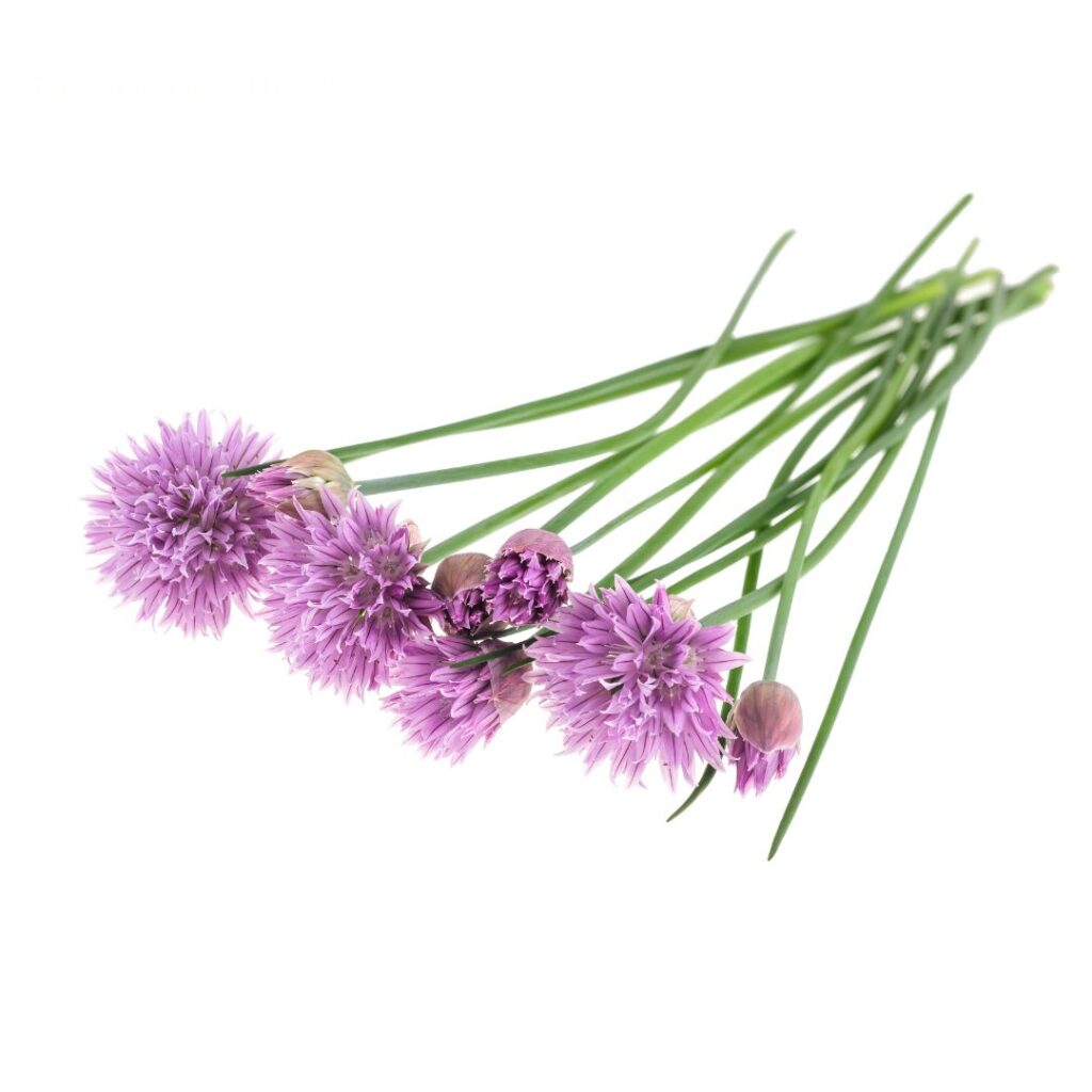 Fresh Chives: How to Grow, Harvest, and Enjoy Its Health Benefits