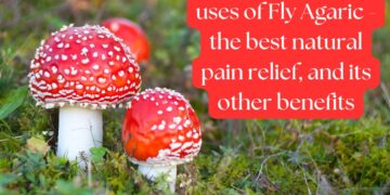 Bright red Fly Agaric mushrooms with white spots growing in a forest.
