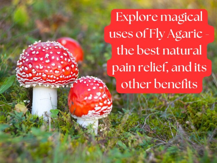 Bright red Fly Agaric mushrooms with white spots growing in a forest.