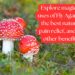 Bright red Fly Agaric mushrooms with white spots growing in a forest.
