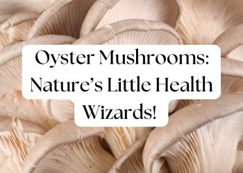 Close-up of fresh oyster mushrooms showcasing their delicate gills and creamy texture.